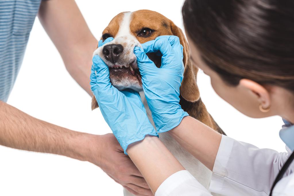 обрізане зображення ветеринара, який вивчає бігль щелепи ізольовані на білому тлі
  - Фото, зображення