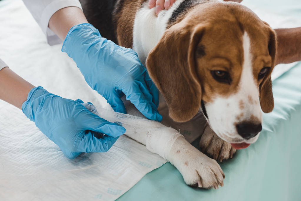 veteriner kliniğinde beagle pençe bandaj kırpılmış görüntü - Fotoğraf, Görsel