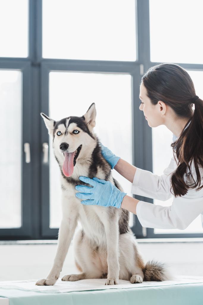 молодая ветеринарная женщина осматривает собаку в клинике
  - Фото, изображение