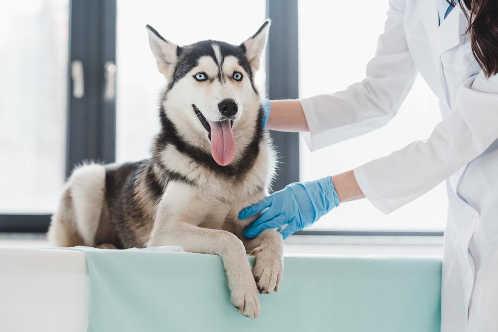 περικομμένη εικόνα της γυναικείας κτηνίατρος εξέταση χάσκι στην κλινική  - Φωτογραφία, εικόνα