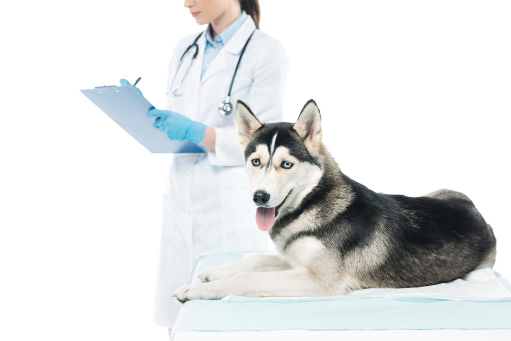 cropped image of female veterinarian writing in clipboard and husky isolated on white background - Photo, Image