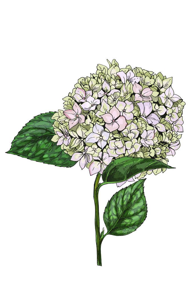 Şanlı phlox çizilmiş resmi çiçek izole üzerinde beyaz arka plan. Yeşil yaprakları ile bir kök üzerinde büyük bir önümüzdeki. Tasarımınız için botanik çiçek öğeleri. - Fotoğraf, Görsel