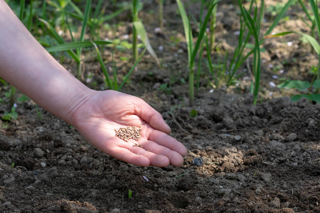 Donna mano mettendo seme nel terreno in primavera
.  - Foto, immagini