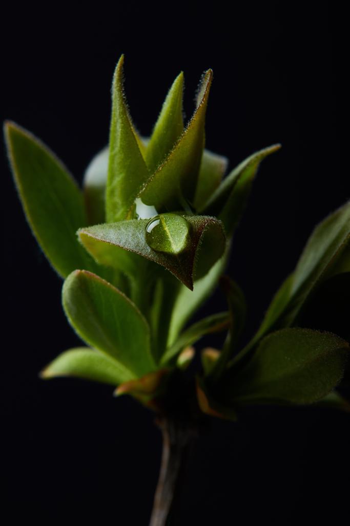 closeup shot of branch of plant with water drop isolated on black background - Photo, Image