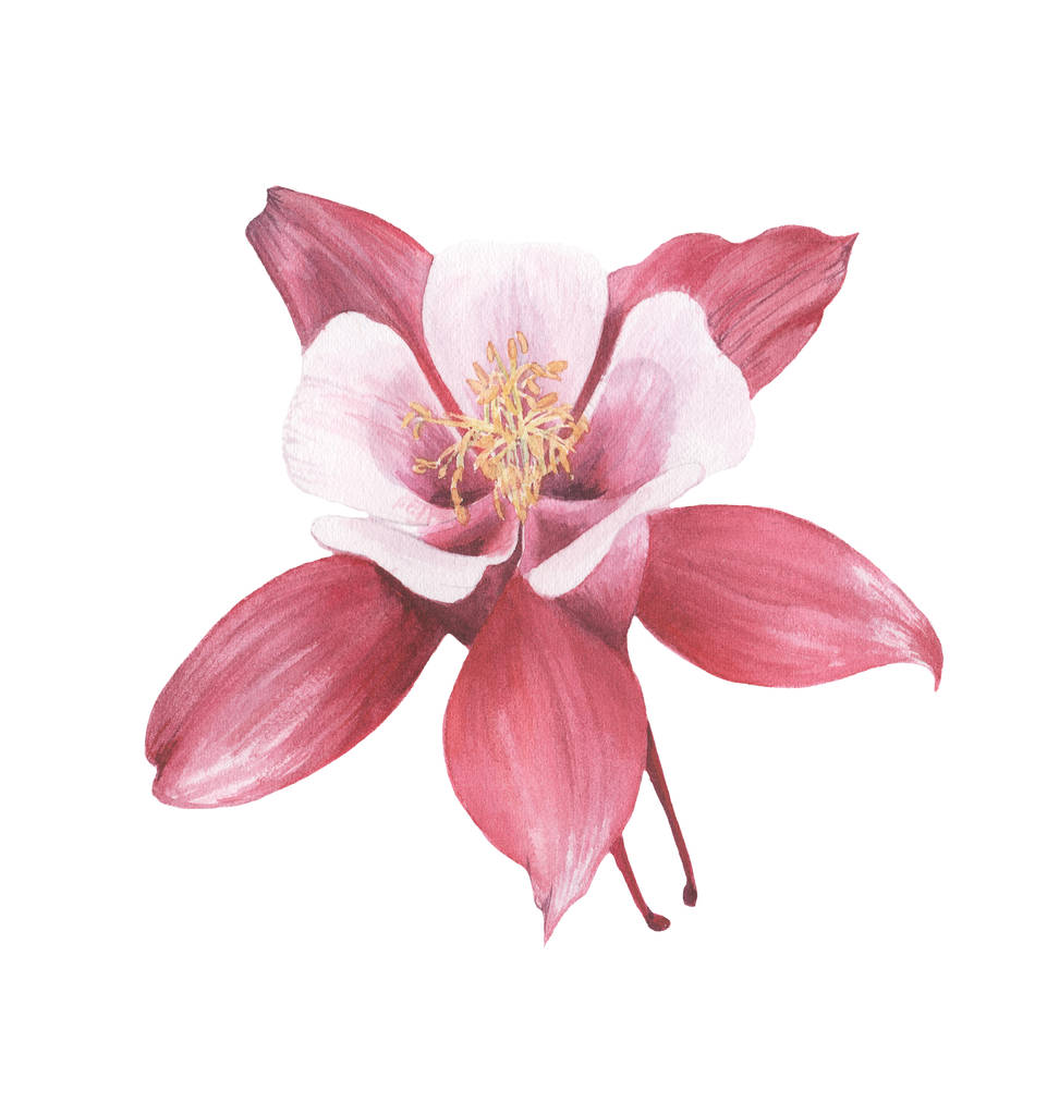 Flor rosa aquilegia pintada en acuarela, aislada
 - Foto, imagen
