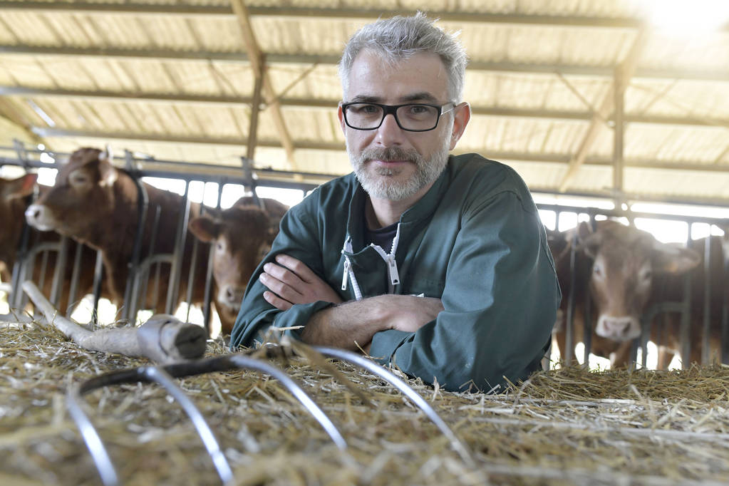 Usmívající se farmář stojící v kůlně kráva  - Fotografie, Obrázek