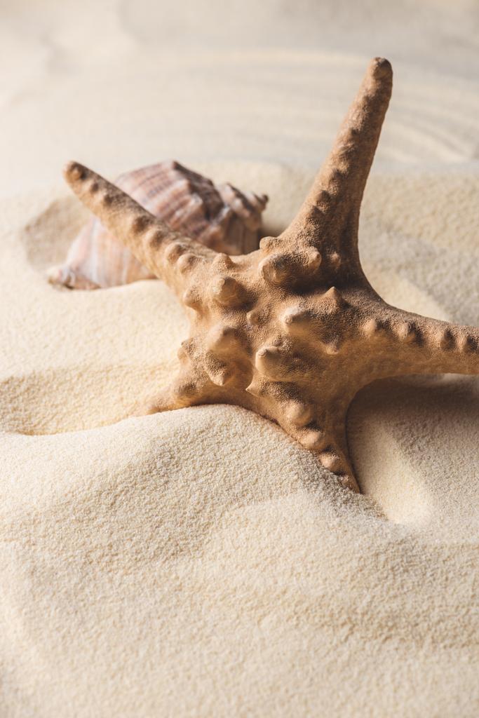 Modèle de thème d'été avec étoile de mer et coquille sur la plage de sable
 - Photo, image