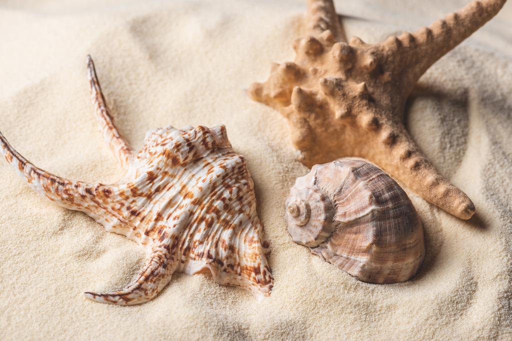 Estrela-do-mar e conchas em areia leve
 - Foto, Imagem