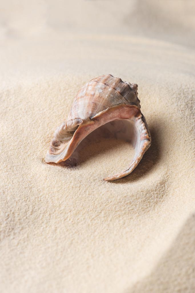 Seashell gevuld met zand op zomer-strand - Foto, afbeelding