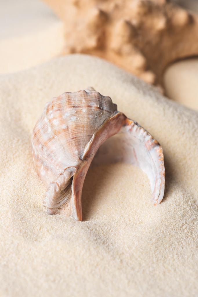Большая ракушка с песком на пляже
 - Фото, изображение