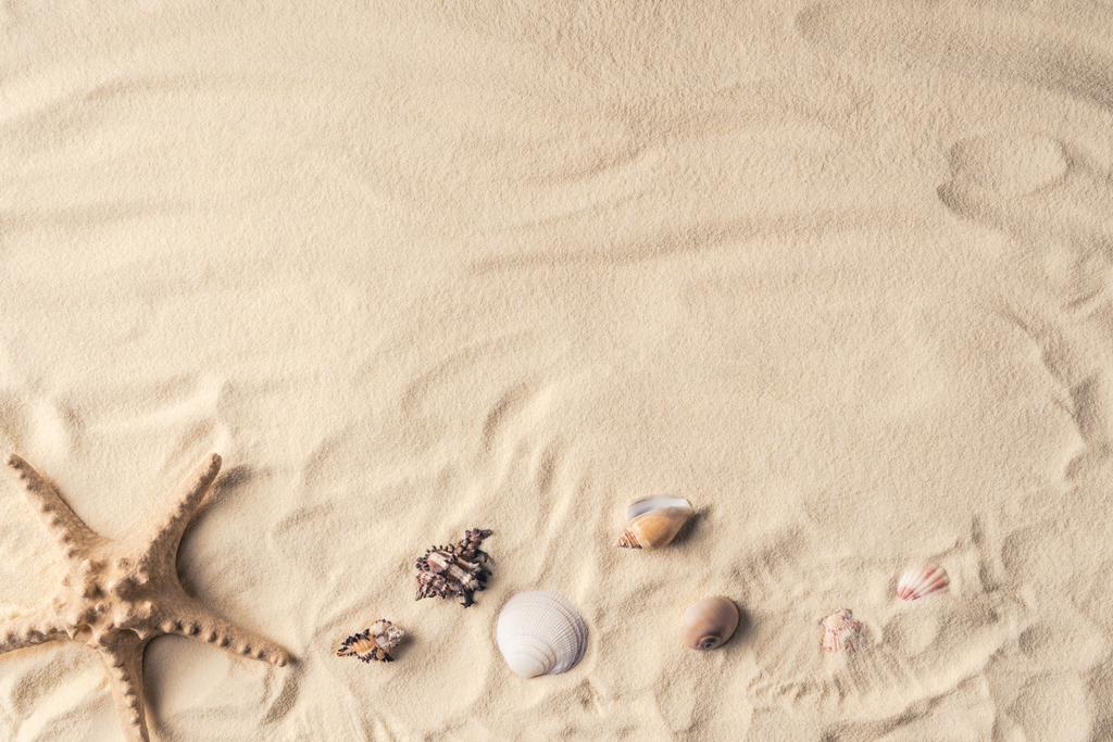 Зоряна риба і морські мушлі на піщаному пляжі
 - Фото, зображення