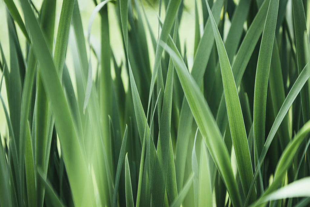 full frame image of grass background  - Photo, Image