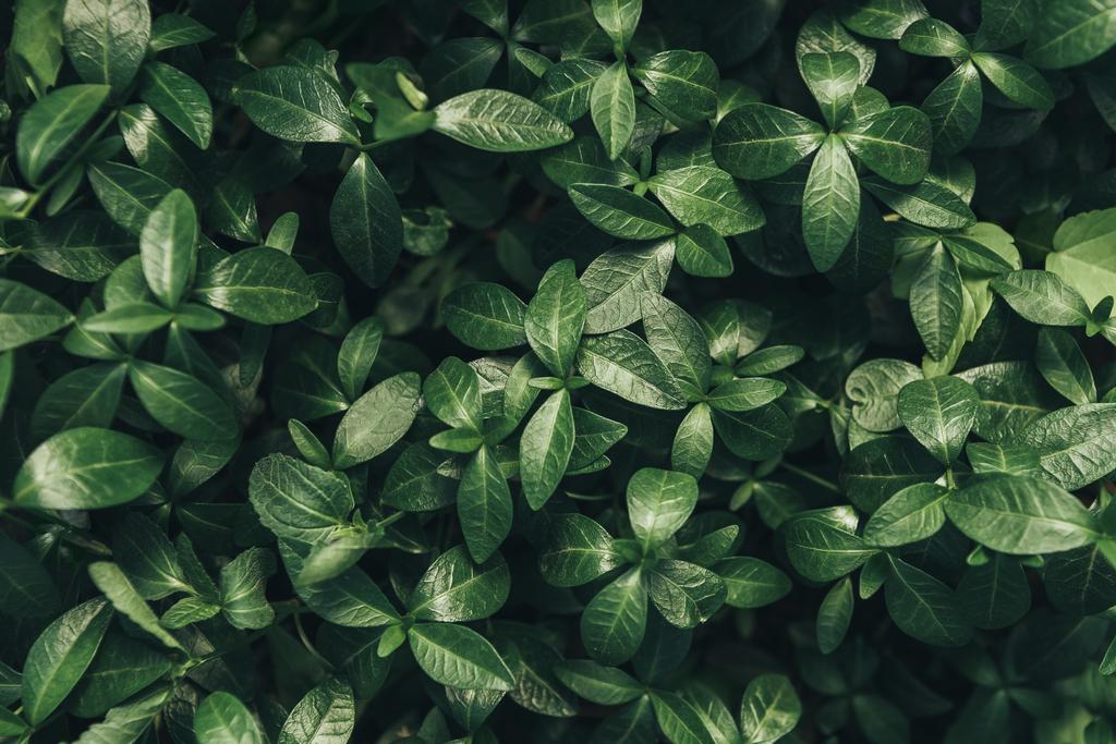 Imagen de marco completo de hojas verdes de fondo  - Foto, Imagen