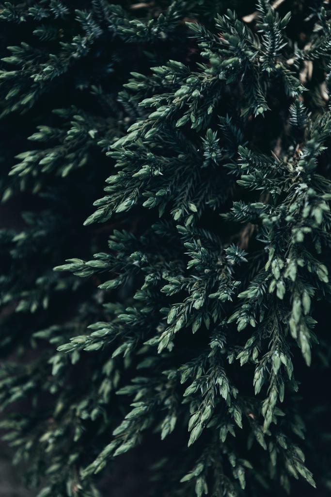 крупним планом знімок гілок хвойних дерев навесні
 - Фото, зображення