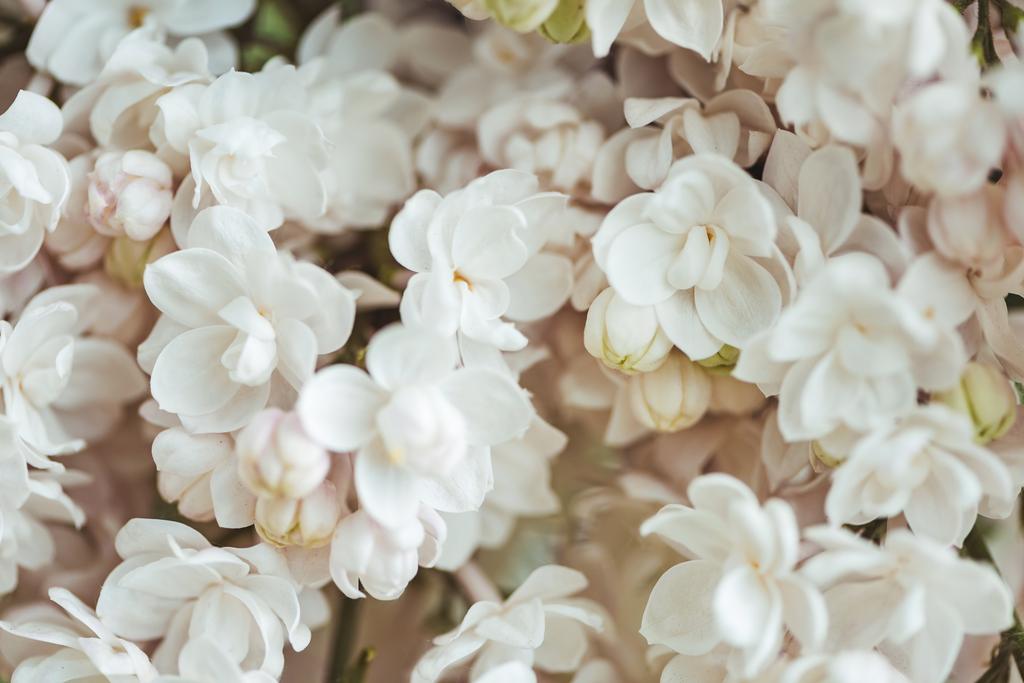 full frame image of white lilac background - Photo, Image