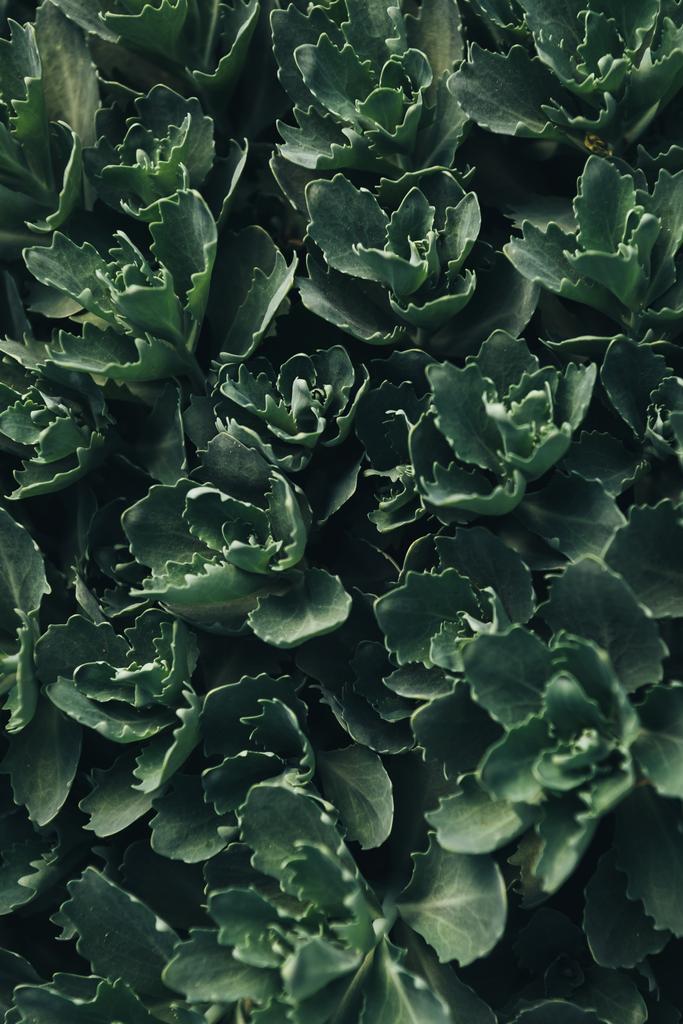 plein cadre image de vert succulents feuilles fond
 - Photo, image