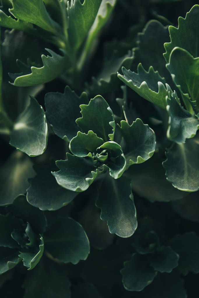 imagen de marco completo de suculentas hojas de fondo
 - Foto, imagen