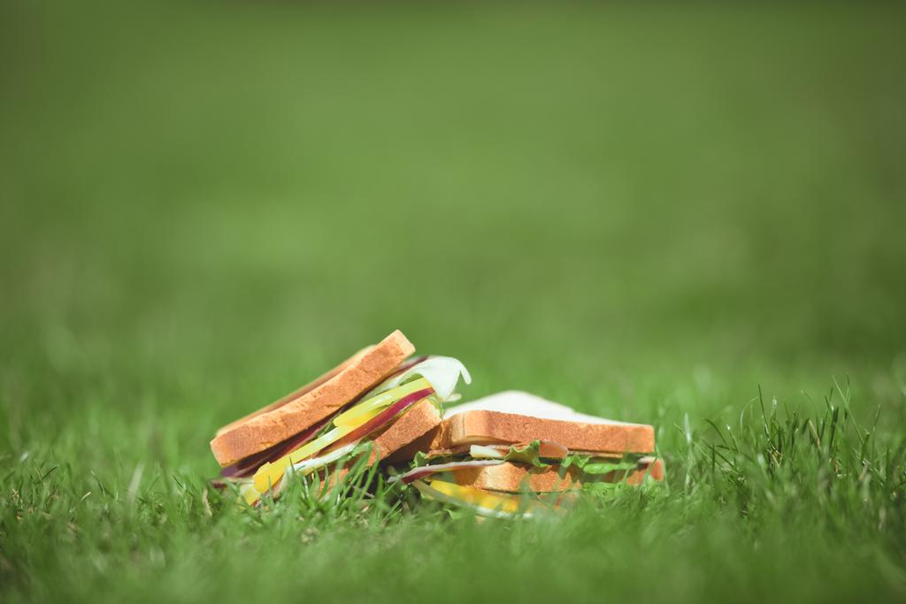 closeup shot of two sandwiches on green grass  - Photo, Image