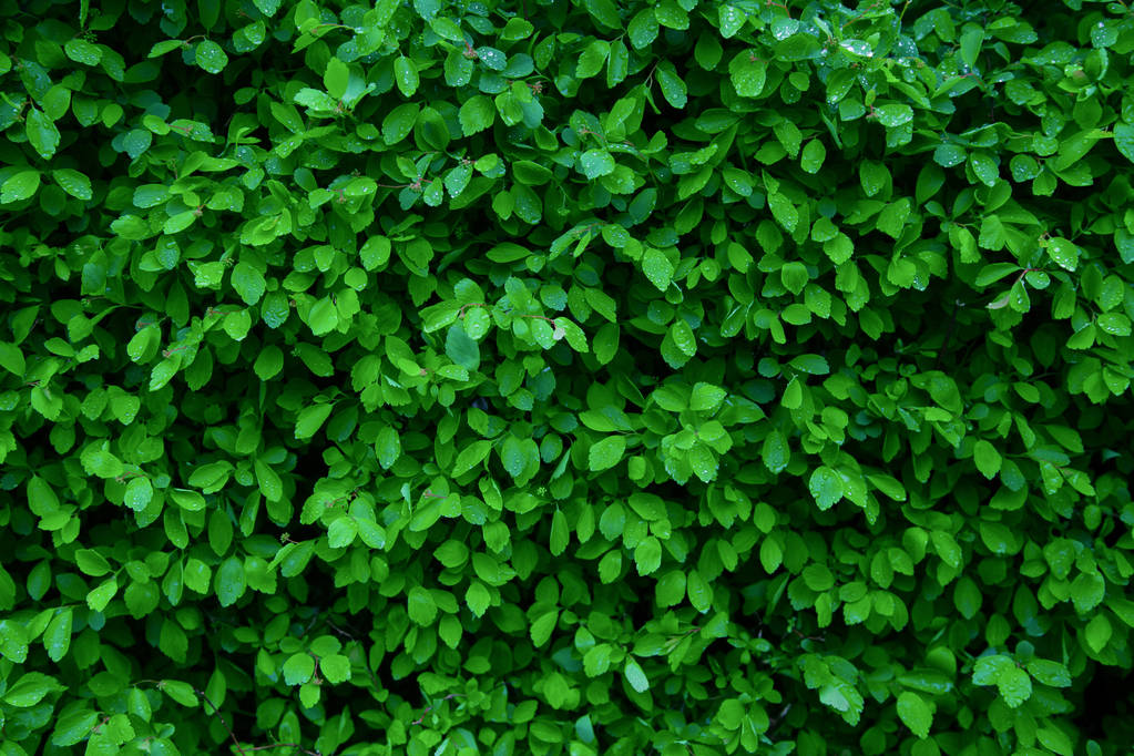 緑の小さな葉の上に水の滴 - 写真・画像