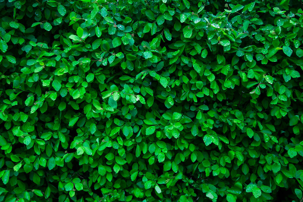 Krople wody na zielonych liści trochę - Zdjęcie, obraz