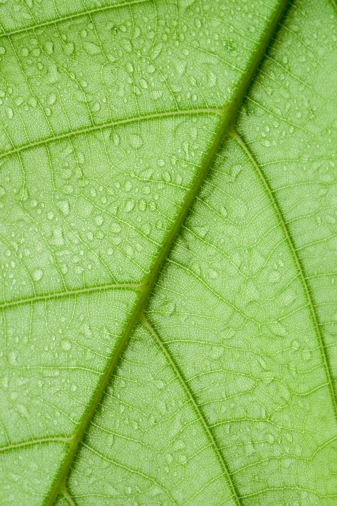 Soft Focus nature fond texture feuille verte avec goutte d'eau
. - Photo, image