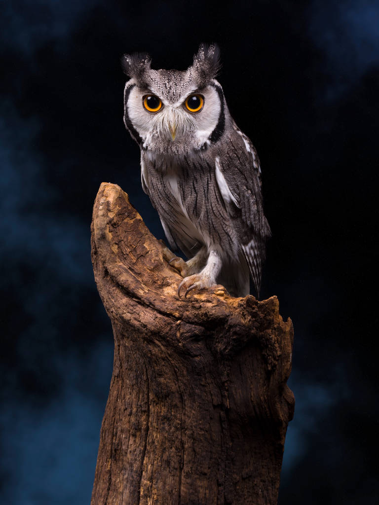 White Owl do czynienia z nocnego nieba - Zdjęcie, obraz