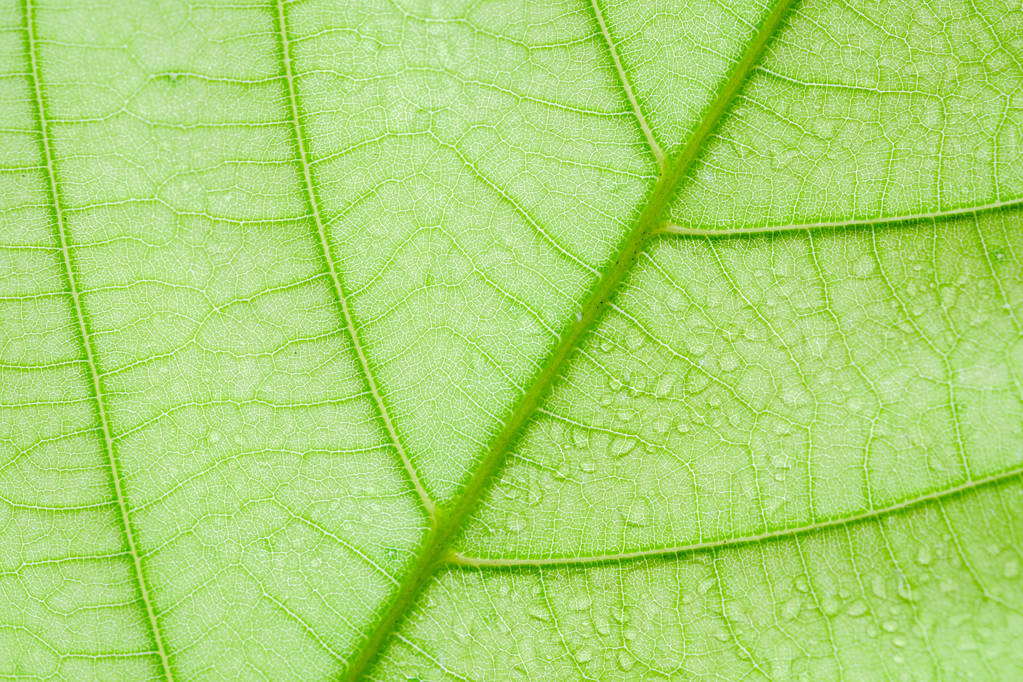 Weicher Fokus Natur Hintergrund Textur grünes Blatt mit Wassertropfen. - Foto, Bild