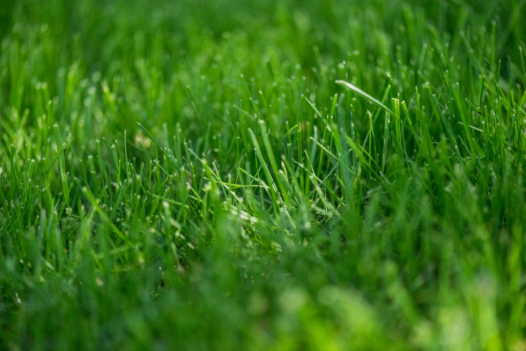 空の緑の草の背景の完全なフレーム - 写真・画像