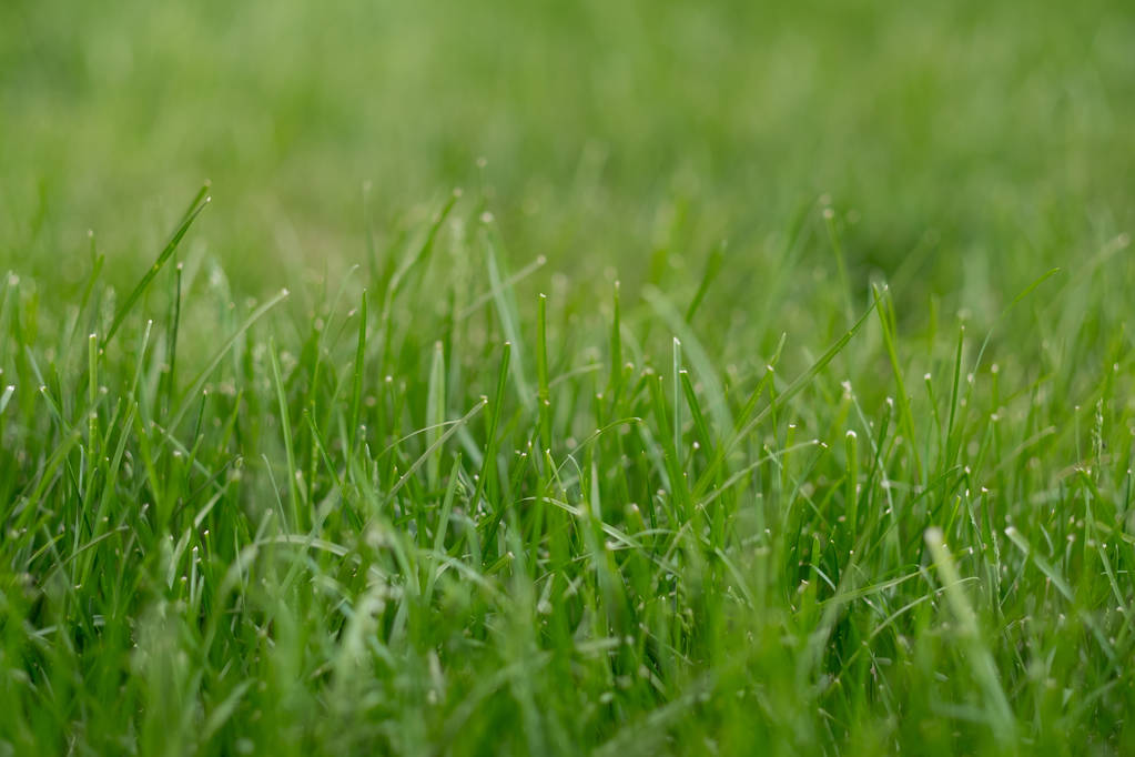 крупным планом фото свежей зеленой травы на открытом воздухе
 - Фото, изображение