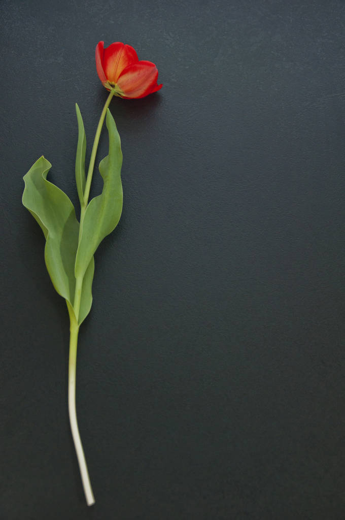 rode tulp op een zwarte achtergrond - Foto, afbeelding