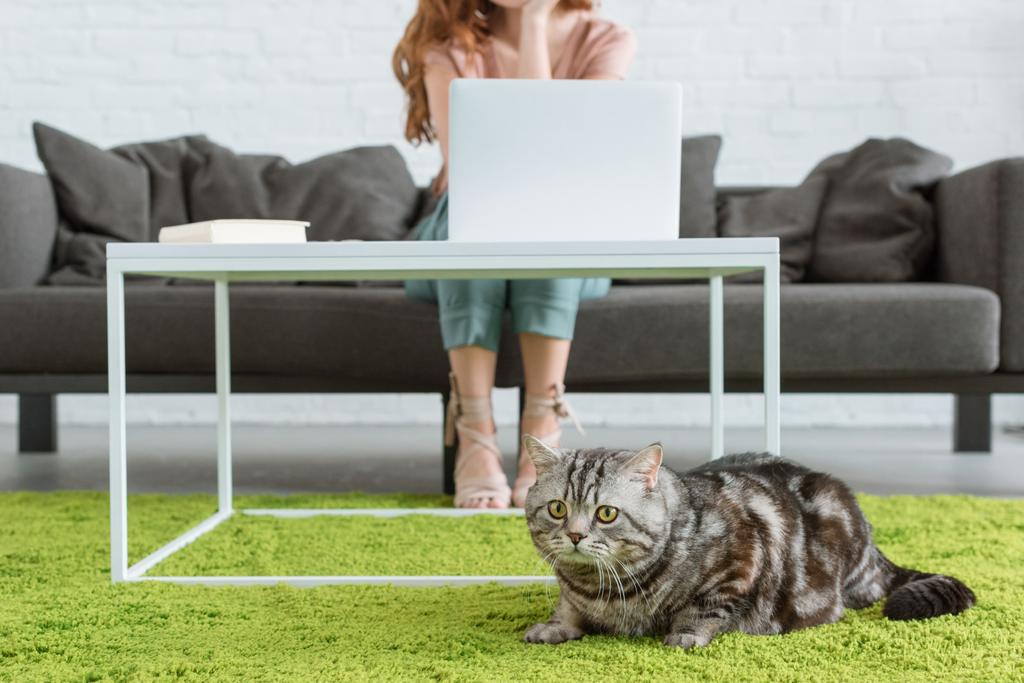 обрізаний знімок жінки, що працює з ноутбуком, а її кіт лежить на підлозі на передньому плані вдома
 - Фото, зображення