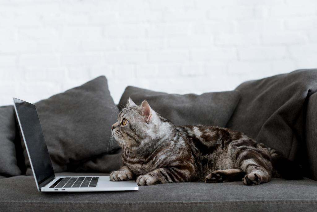 oldalnézetből a skót egyenes macska-val laptop kanapén - Fotó, kép
