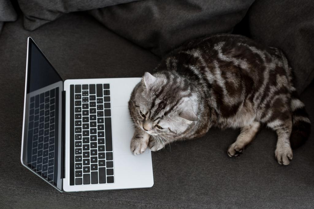 magas, szög, Kilátás laptop imádnivaló skót egyenes macska kanapén - Fotó, kép