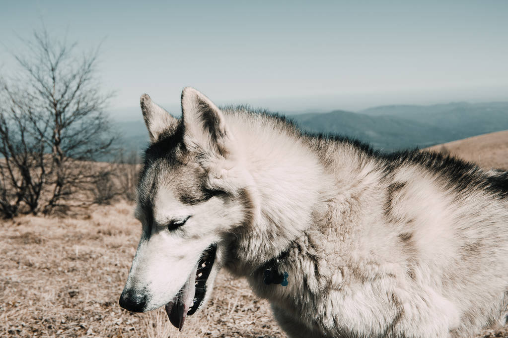 De Husky rashond reist door de bergen van de Kaukasus - Foto, afbeelding
