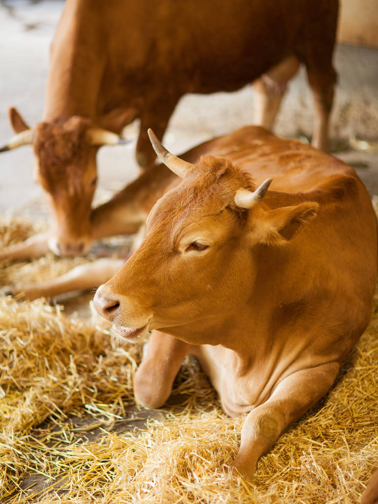 γλυκουλα, καθαρό, υγιή και ευτυχισμένη αγελάδα σε μια σιταποθήκη, χαλαρώνοντας σε φρέσκο άχυρο, όμορφο κίτρινο φως του ήλιου, μπορούν να χρησιμοποιηθούν ως φόντο - Φωτογραφία, εικόνα
