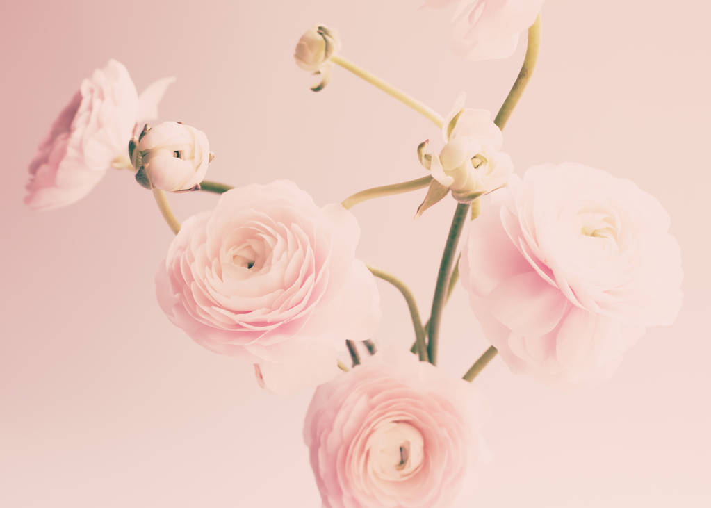 Květy Bledě růžové Pryskyřník jasné pozadí - Fotografie, Obrázek