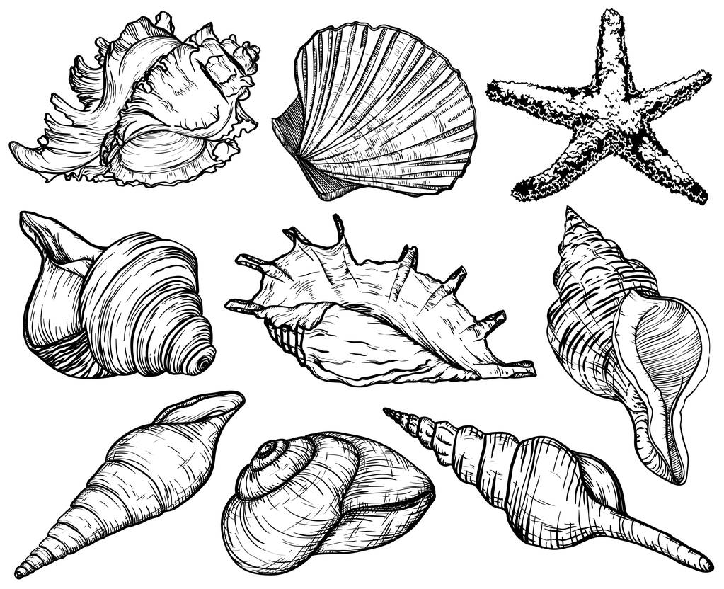 Conjunto com conchas e estrelas do mar, coleção de moluscos marinhos
 - Vetor, Imagem