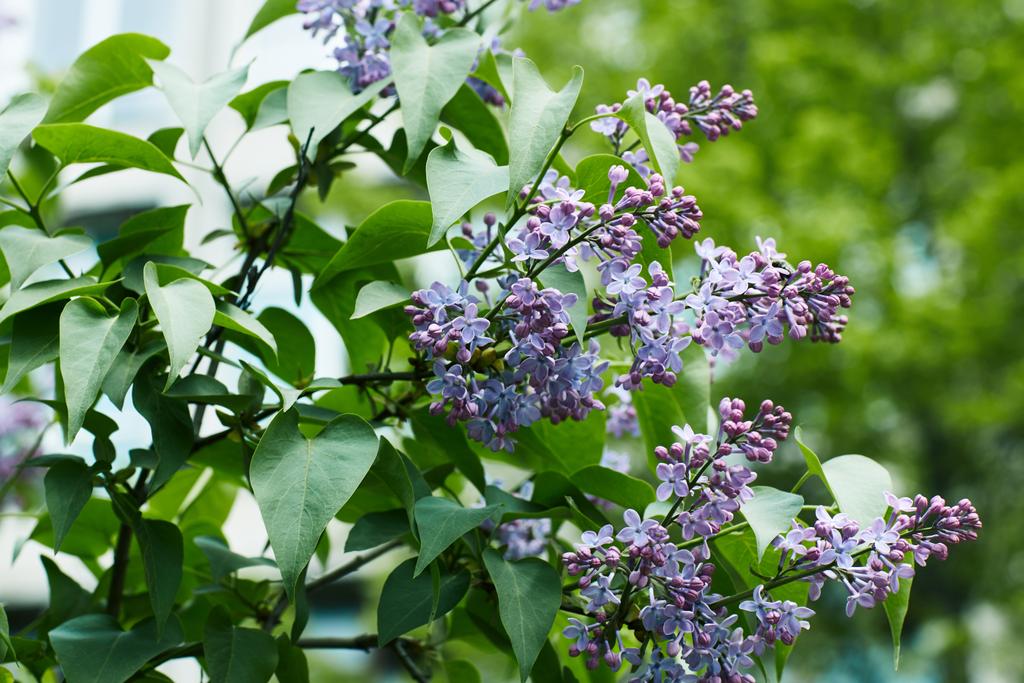 close-up shot of aromatic lilac flowers on tree outdoors - Photo, Image