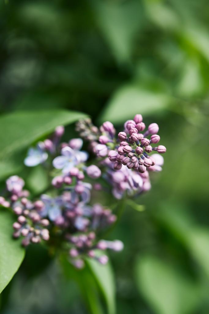 primer plano de hermosas flores lila en el árbol al aire libre
 - Foto, imagen