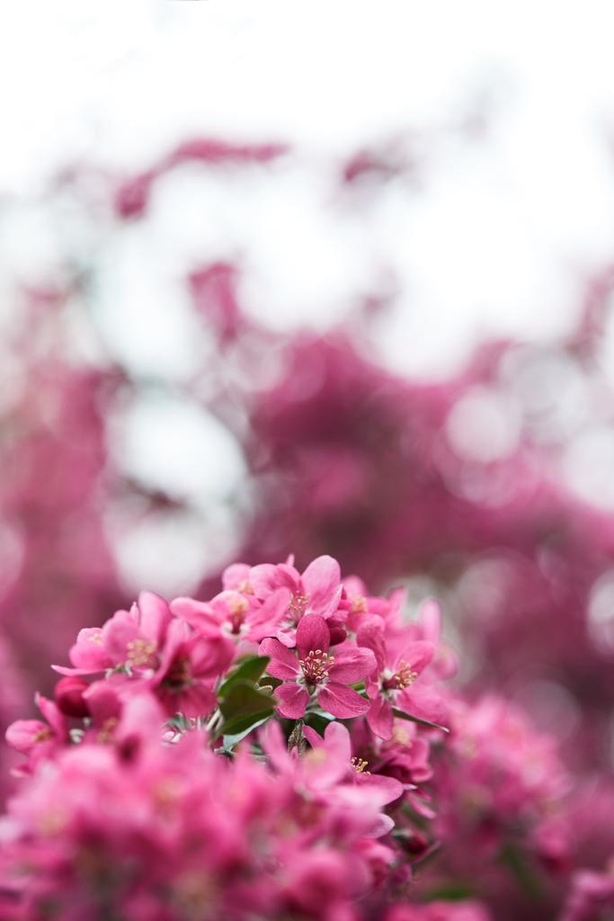 primer plano de flor de cerezo rosa sobre fondo borroso natural
 - Foto, Imagen