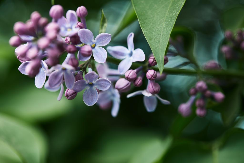 close-up shot of beautiful lilac flowers on tree outdoors - Photo, Image