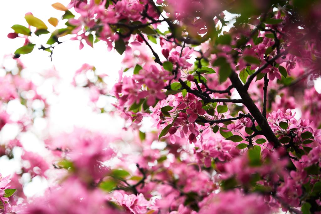 yakın çekim aromatik ağaç üzerinde pembe kiraz çiçeği vurdu - Fotoğraf, Görsel
