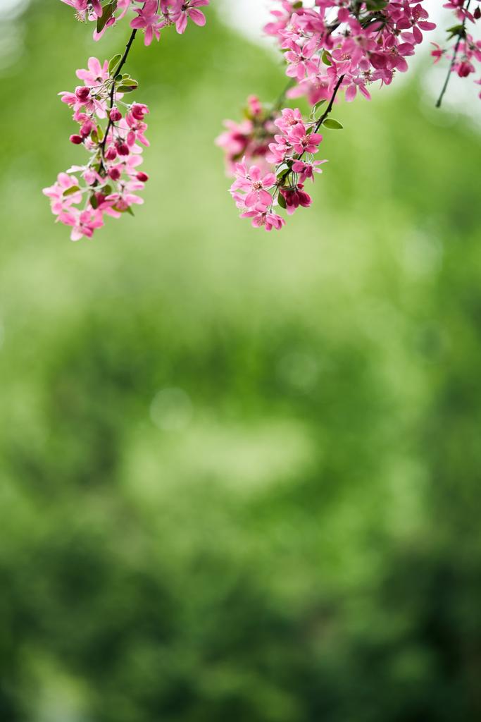緑の自然な背景の美しいピンク桜のクローズ アップ撮影 ロイヤリティフリー写真 画像素材