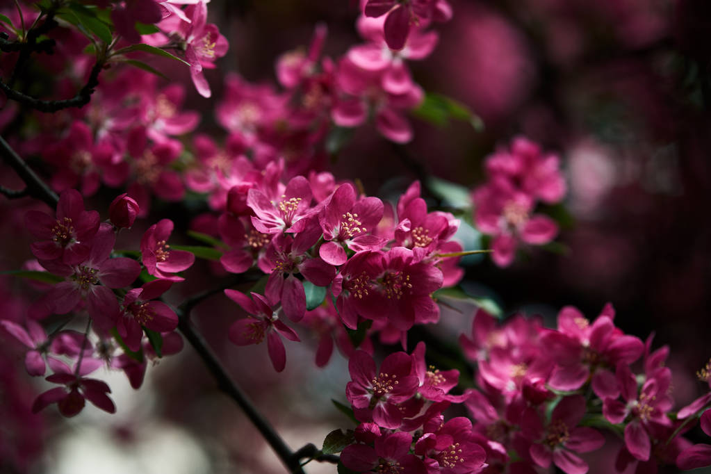 lähikuva laukaus vaaleanpunainen kirsikka kukkia puussa
 - Valokuva, kuva
