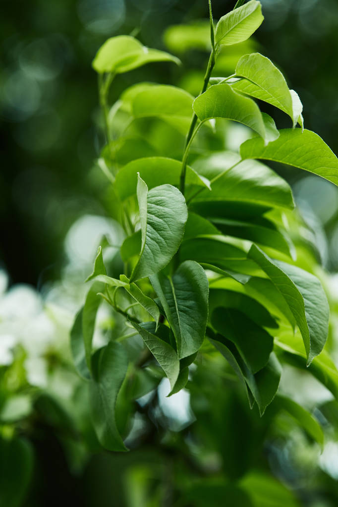 close-up shot of branch of beautiful green leaves - Photo, Image
