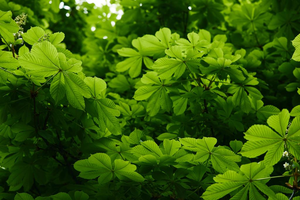bella fioritura verde castagno all'aperto
 - Foto, immagini