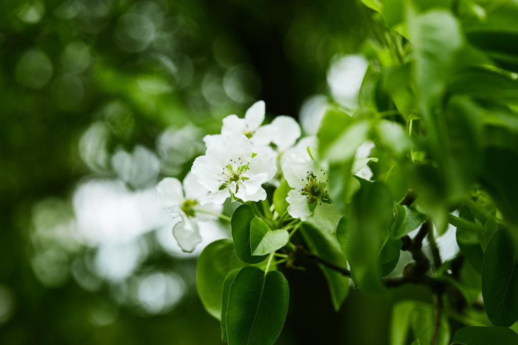 aromatik beyaz kiraz çiçek ağaç üzerinde yakın çekim vurdu - Fotoğraf, Görsel