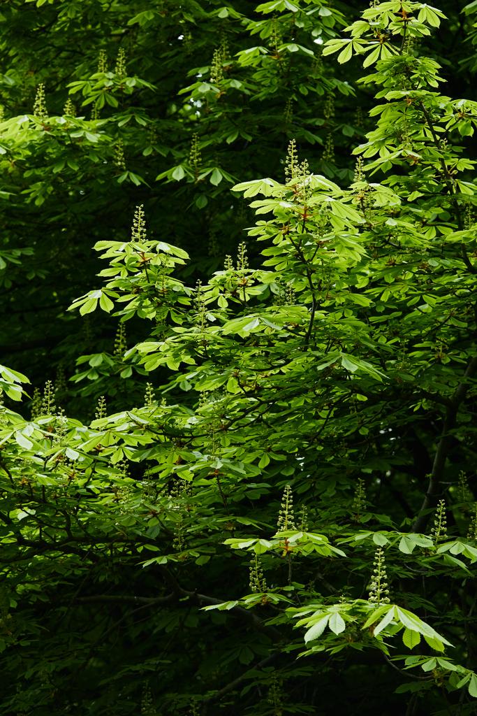 красиве квітуче зелене каштанове дерево
 - Фото, зображення