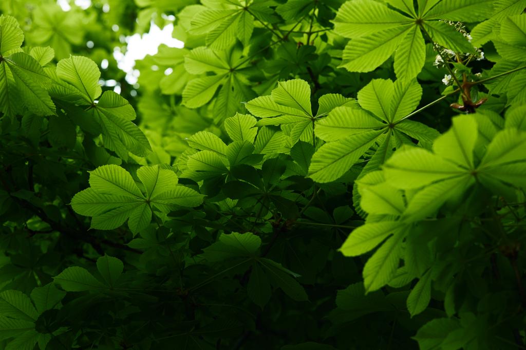 vue du bas du beau châtaignier vert en fleurs
 - Photo, image
