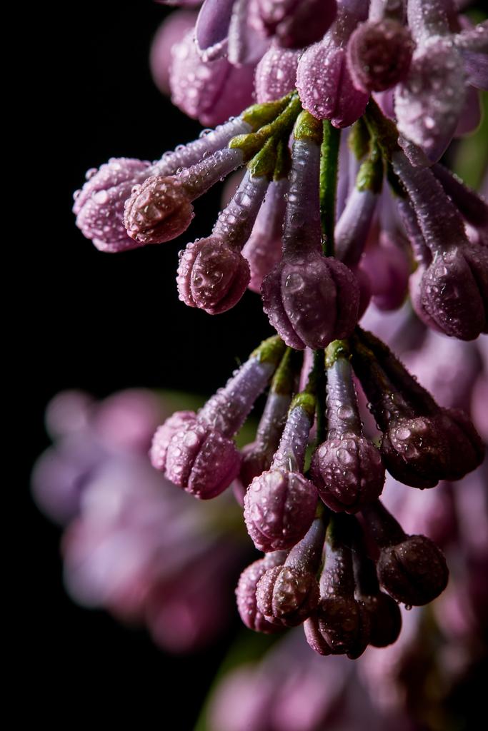 Detailní záběr krásné fialovými květy pokryté kapky vody, které jsou izolovány na černém - Fotografie, Obrázek